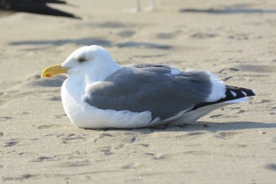 Goland d'Audubon (Western gull) Larus occidentalis