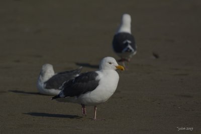 Goland d'Audubon (Western gull) Larus occidentalis