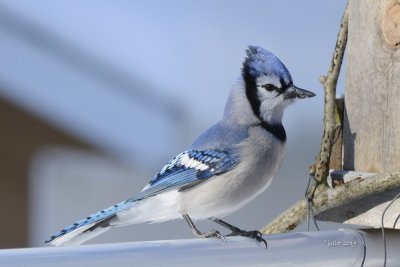 Geai bleu (Blue jay) Cyanocitta cristata