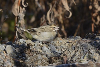 Bruant  joues marron (Lark sparrow) Chondestes grammacus