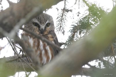 Petite nyctale (Northern Saw-whet Owl) Aegolius acadicus