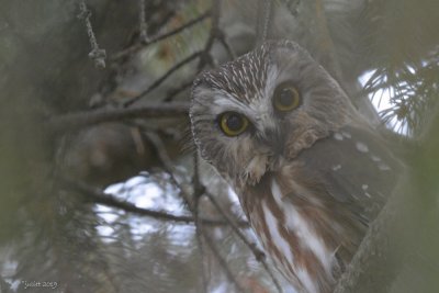 Petite nyctale (Northern Saw-whet Owl) Aegolius acadicus