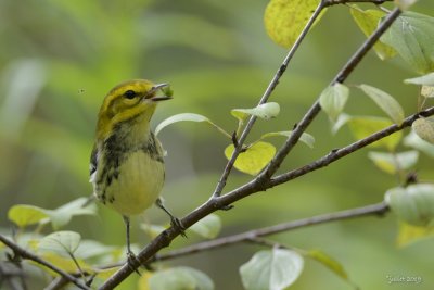 Paruline  gorge noire (Black-throated Green Warbler)