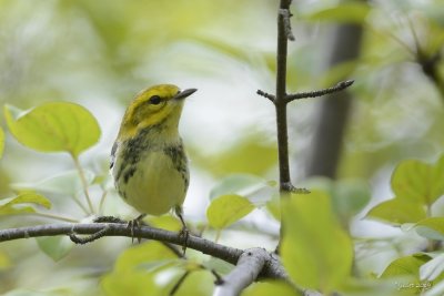 Paruline à gorge noire (Black-throated Green Warbler)