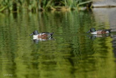 Canard souchet (Northern shoveler) Spatula clypeata