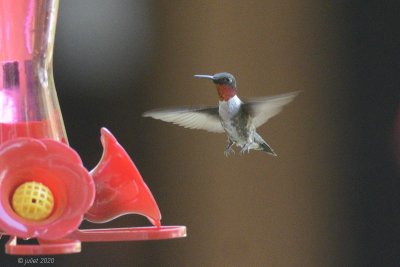 Colibri à gorge rubis (Ruby-throated hummingbird)