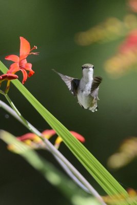 Colibri à gorge rubis (Ruby-throated hummingbird)