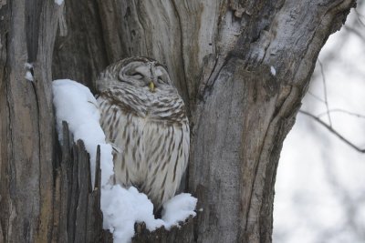Chouette raye (Barred owl)