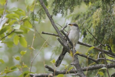 Coulicou à bec jaune (Yellow-billed cuckoo)