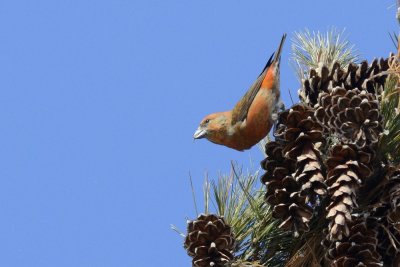 Bec-croisé des sapins (Red crossbill)