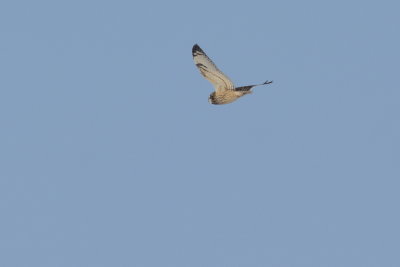 Hibou des marais (Short-eared owl)