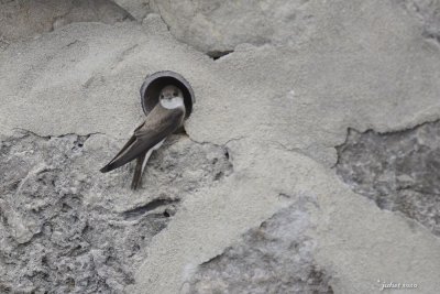 Hirondelle des rivages (Bank swallow)