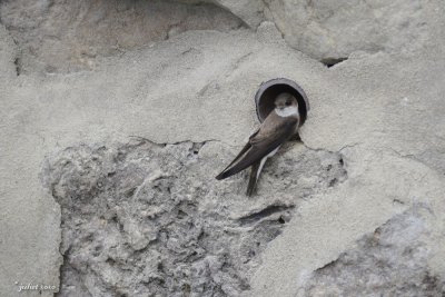 Hirondelle des rivages (Bank swallow)