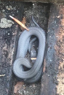 Couleuvre  collier (Northern Ring-necked Snake)