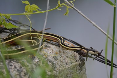 Couleuvre mince du Nord  (Northern Ribbonsnake)