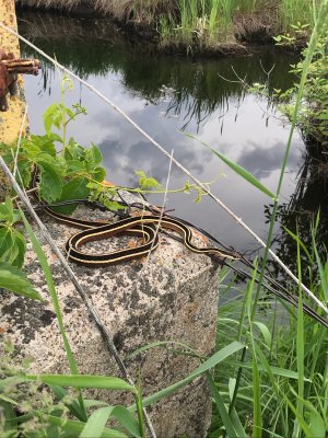 Couleuvre mince du Nord  (Northern Ribbonsnake)