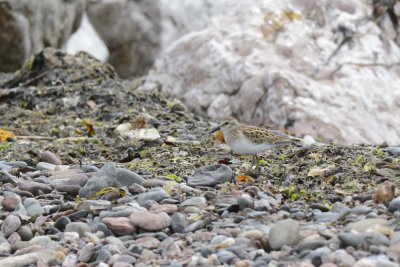 Bcasseau minuscule (Least sandpiper)