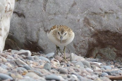 Bcasseau minuscule (Least sandpiper)