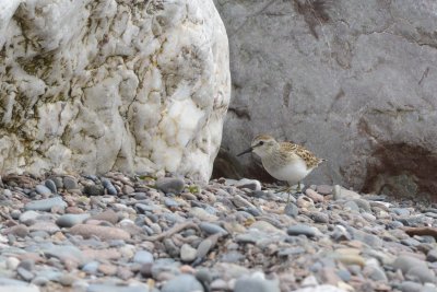 Bcasseau minuscule (Least sandpiper)