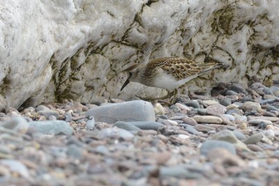 Bcasseau minuscule (Least sandpiper)