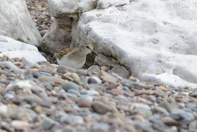 Bcasseau minuscule (Least sandpiper)