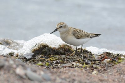 Bécasseau semipalmé (Semipalmated sandpiper)