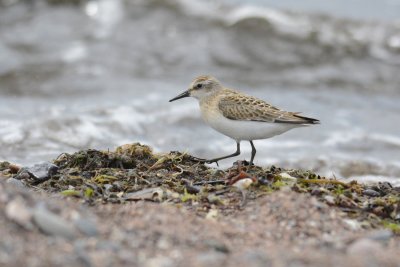 Bécasseau semipalmé (Semipalmated sandpiper)