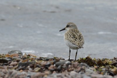 Bécasseau semipalmé (Semipalmated sandpiper)