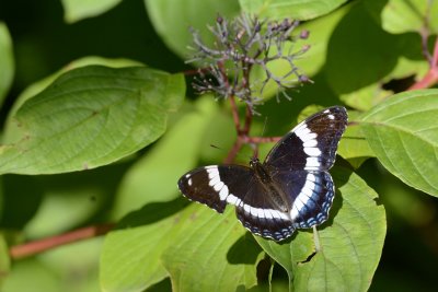 Amiral (Limenitis arthemis arthemis)