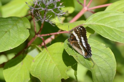 Amiral (Limenitis arthemis arthemis)