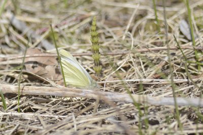 butterfly_DSC6616.jpg