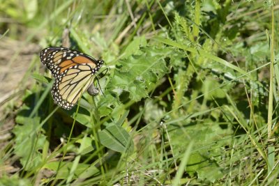 Papillon monarque  Danaus plexippus  Femelle pondant un oeuf