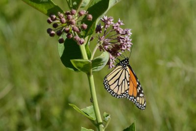 Papillon monarque  Danaus plexippus