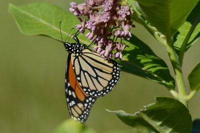 Papillon monarque  Danaus plexippus