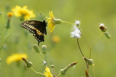 Papillon du Céleri Papilio polyxenes
