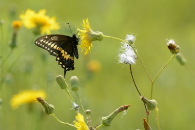 Papillon du Cleri Papilio polyxenes