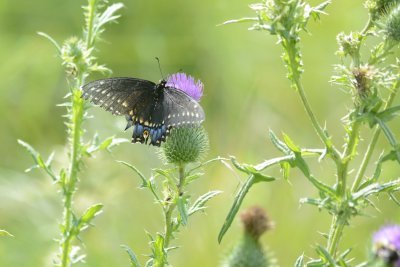 Papillon du Cleri Papilio polyxenes