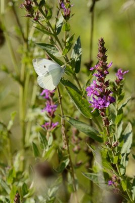 Piride du chou (Cabbage White) Pieris rapae