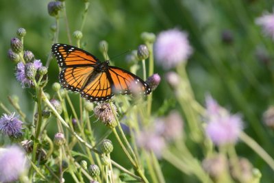 Vice-Roi (Vice-roy) Limenitis archippus