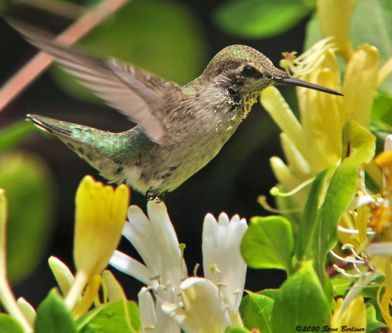 Annas Hummingbird with pollen