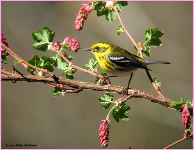 Townsends Warbler, female on Curant_flower