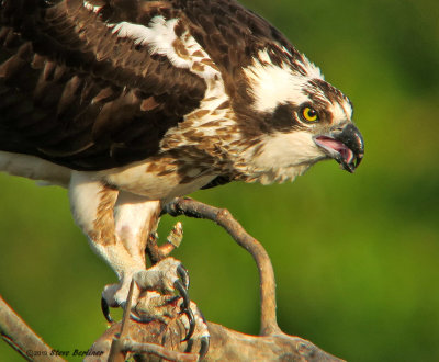 Osprey, female after eating fish