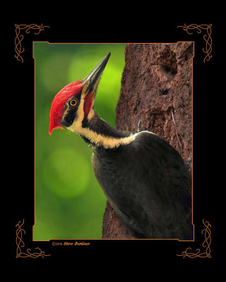 Pileated Woodpecker composite to tree