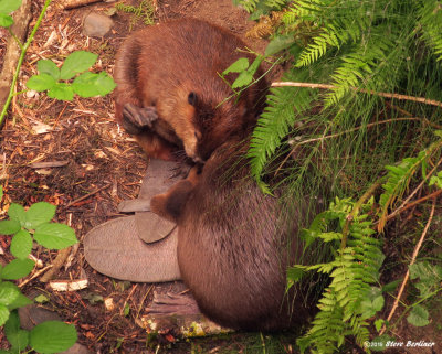 Three Beavers Tails