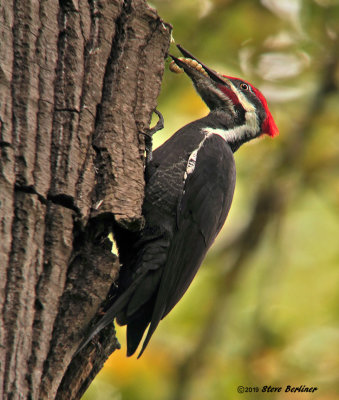 Pileated Woodpecker w-grub