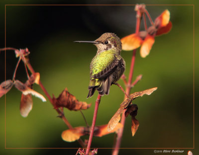 Anna's Hummingbird on fall Vine Maple