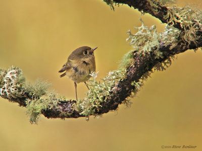 Ruby-crowned Kinglet