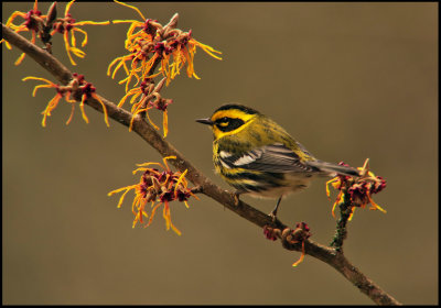 Townsends Warbler