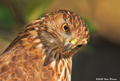 Sharp-shinned Hawk juv