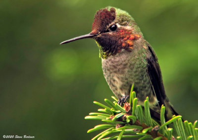 Anna's Hummingbird male 4-26-20
